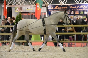 Julieta XIII, Yeguada Bandino, Salon du Cheval Wex 2014