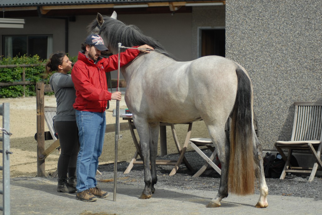 Julieta XIII, Yeguada Bandino