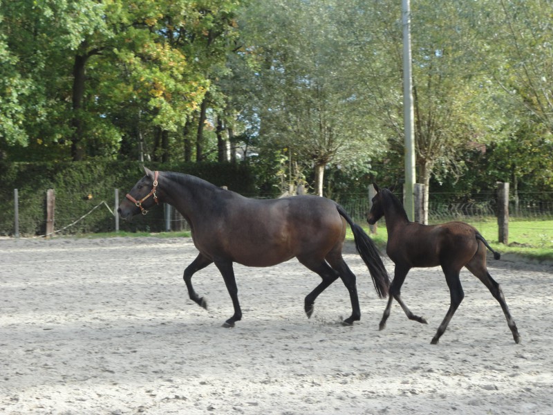 AA Lerato & Jaca II, Antwerp Andalusians