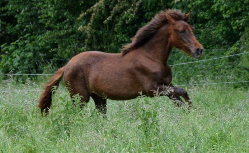 Jaleosa Eole, Elevage des Rêves d'Eole