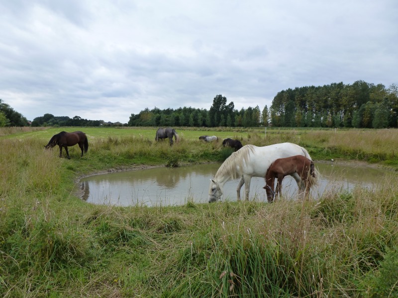 Caballo De Fuerza