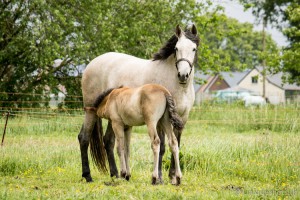 Dacia III & Cielo de Capg, Capg-Horses, UniqueShots