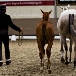 Querida S, Yeguada Van Hove, CM Massenhoven 2013, Rik Janssens Fotografie