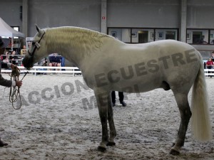 Jalisco Larios, Antwerp Andalusians, CM Oud-Heverlee 2014