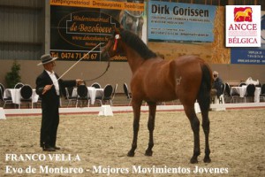 Evo de Montarco, Franceso , CM Massenhoven 2013