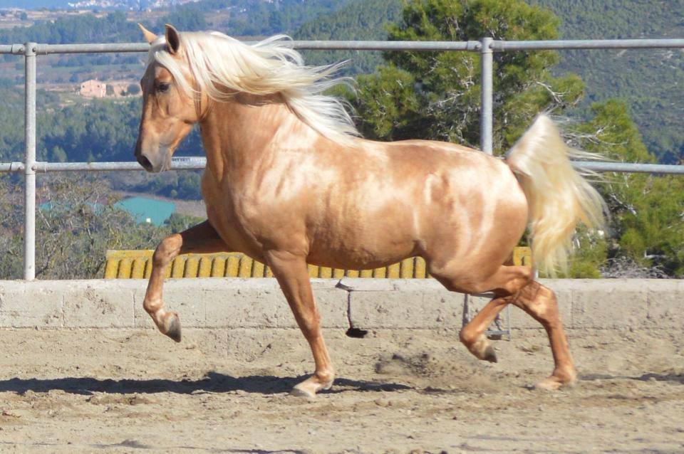 Cataro JL