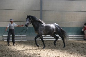 Jadeante CEN, Yeguada Aqualia, CM Flémalle 2010