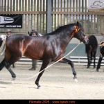 Jambo CEN, Ecurie de la Chapelle Saine Anne, CM Flémalle 2009