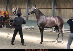 Habanera de Fuentes, Yeguada Fuentes, CM Flémalle 2009