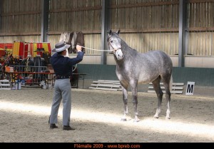 Dudoso de Fuentes, Yeguada Fuentes, CM Flémalle 2009