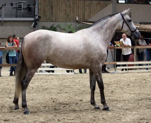 Querida S, Yeguada Van Hove, CM Flémalle 2010