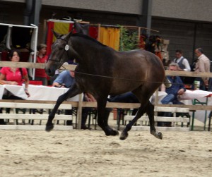 Fer Pelusa, Yeguada Defooz, CM Flémalle 2010