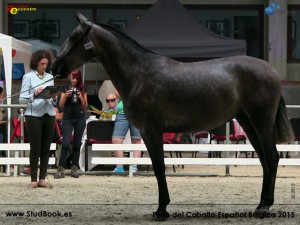 Gala Murillo LOP, Yeguada Lauvas, CM Oud-Heverlee 2015