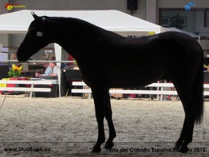 Urbano FSR II, Ferme du Lac de Bairon, CM Oud-Heverlee 2015