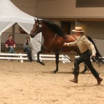 Juanito II, Yeguada del Arroyo, CM Neeroeteren 2011