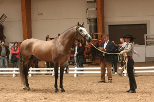 Gitano LXXVIII, Yeguada Defooz, CM Neeroeteren 2011