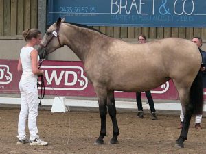 Cazadora AG, Antwerp Andalusians, CM Flémalle 2016