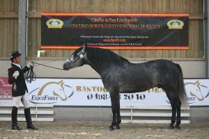 Jadeante CEN, Yeguada Aqualia, CM Flémalle 2010