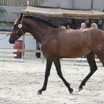 Ilario, Yeguada del Chaira, CM Flémalle 2010