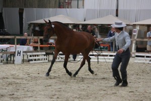 Mairena CEN, Yeguada Aqualia, CM Flémalle 2010