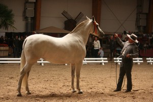 Delegada X, Yeguada Lespes, CM Neeroeteren 2011