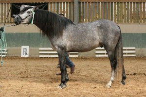 Gringo WH, Woeste Hoeve, CM Flémalle 2008