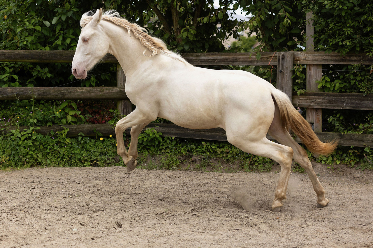Oro Blanco BJ